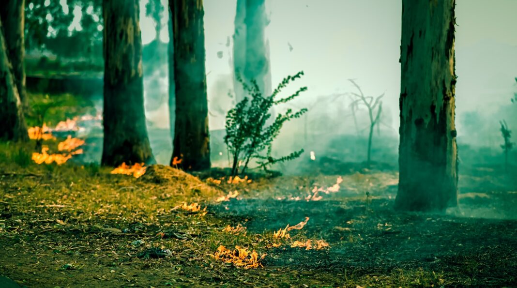a fire hydrant in the middle of a forest