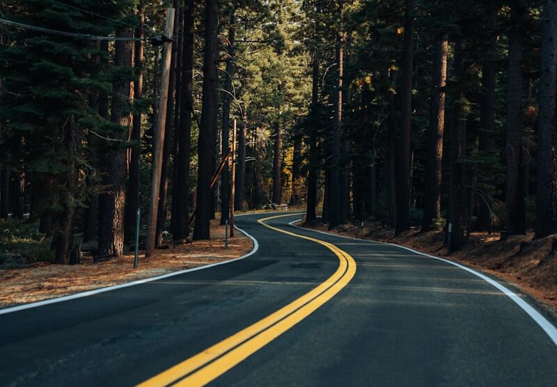 brown road between trees during daytime