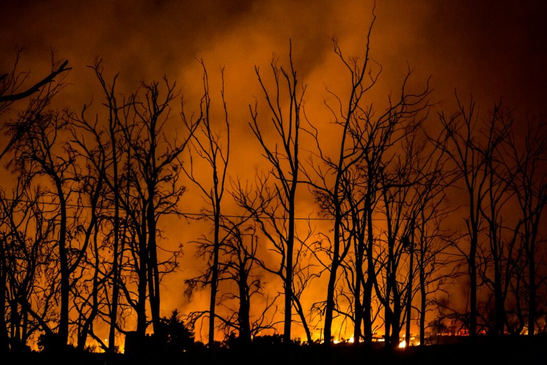 a forest filled with lots of trees covered in smoke