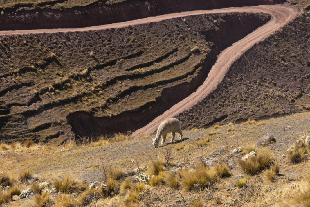 A couple of animals that are standing in the dirt