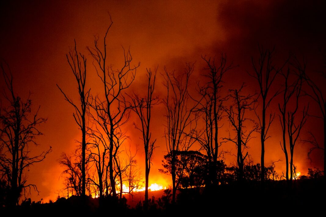 a fire blazing in the distance with trees in the foreground