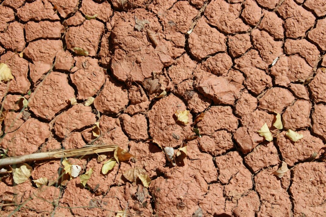 A bird is sitting on the ground in the dirt