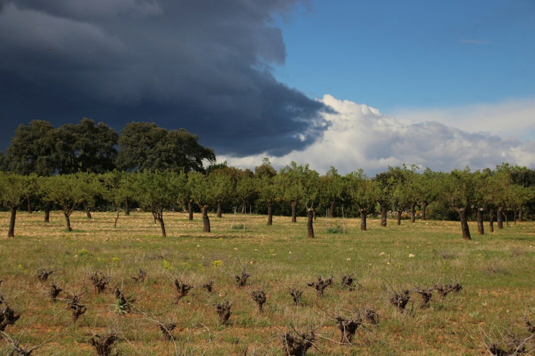 Dark storm clouds loom over a sunlit orchard.