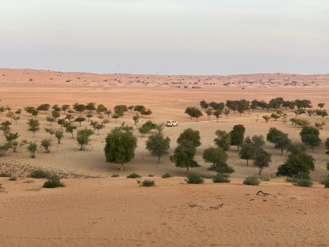 green trees on brown sand during daytime